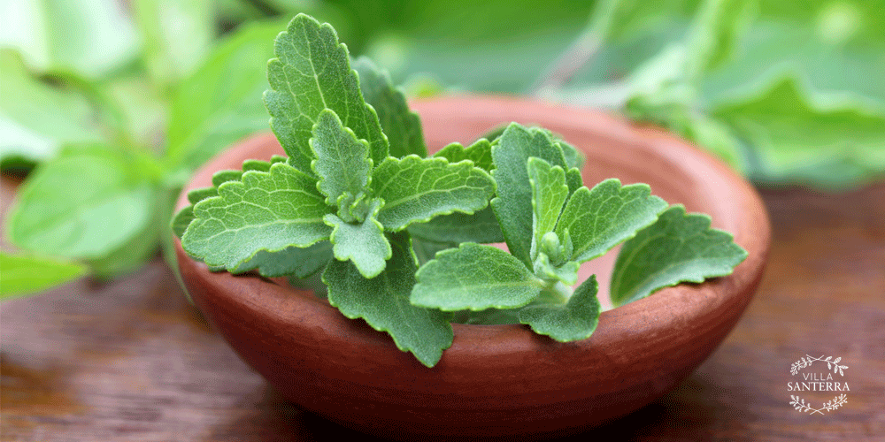 Cómo la Stevia puede ayudar a mantener los niveles de insulina estables en los diabéticos