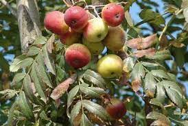 Conservadores ¿Es bueno o malo el sorbato de potasio?