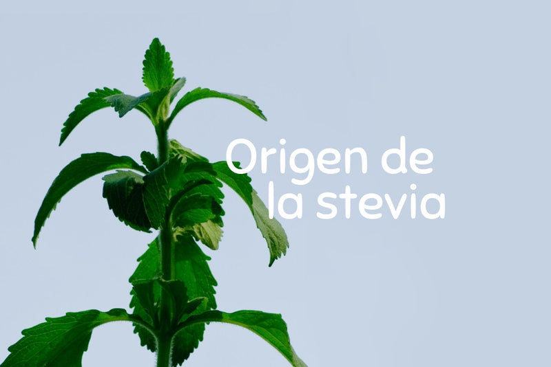 El origen de la stevia