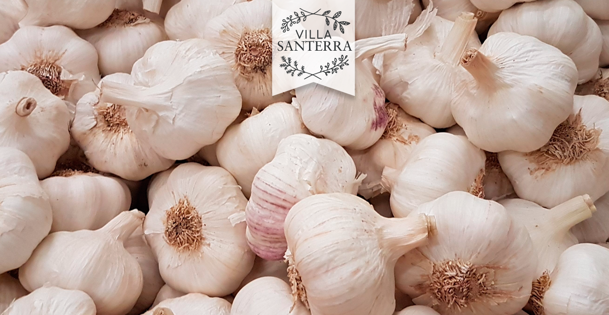 Ajo para Purificar la Sangre
