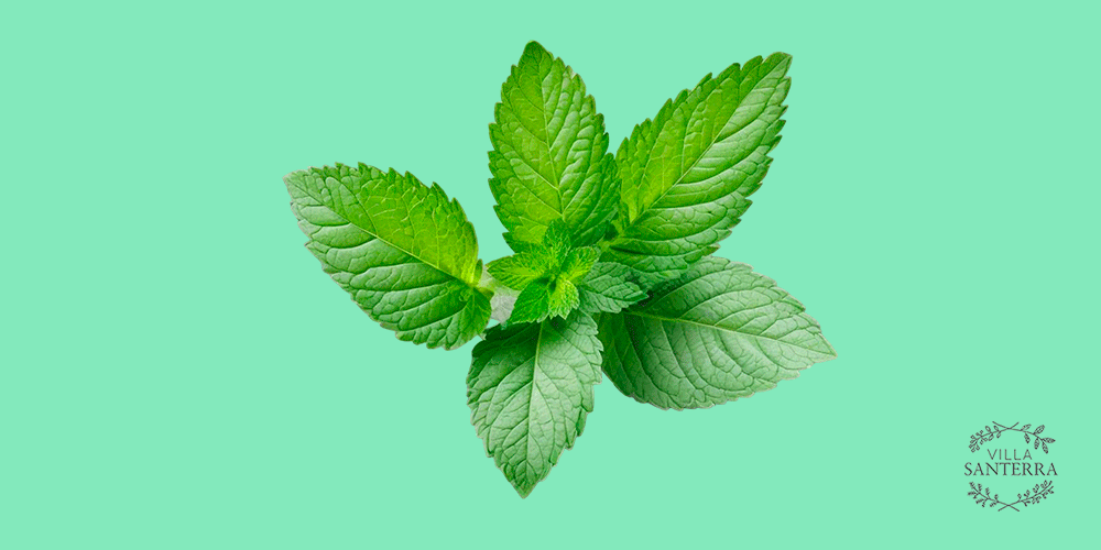 Descubre todo sobre la Stevia: El endulzante natural por excelencia