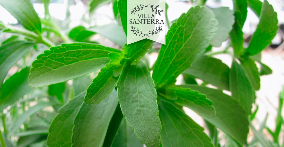 Stevia para Diabéticos