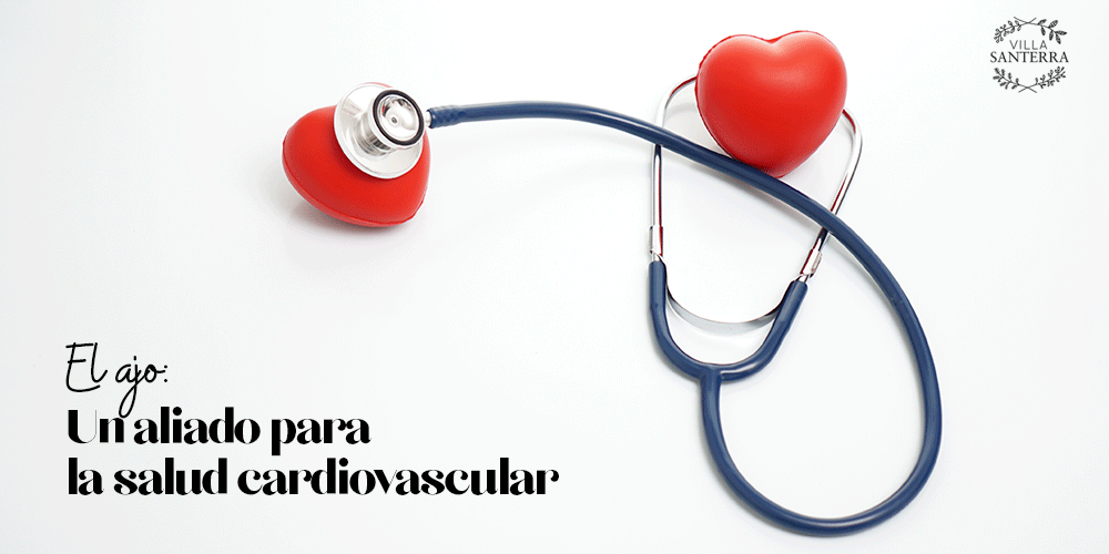 El ajo: Un aliado para la salud cardiovascular.