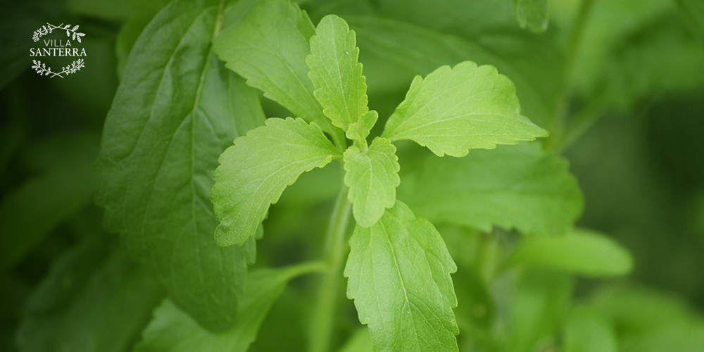 ¿Cuál es el país que consume más stevia?
